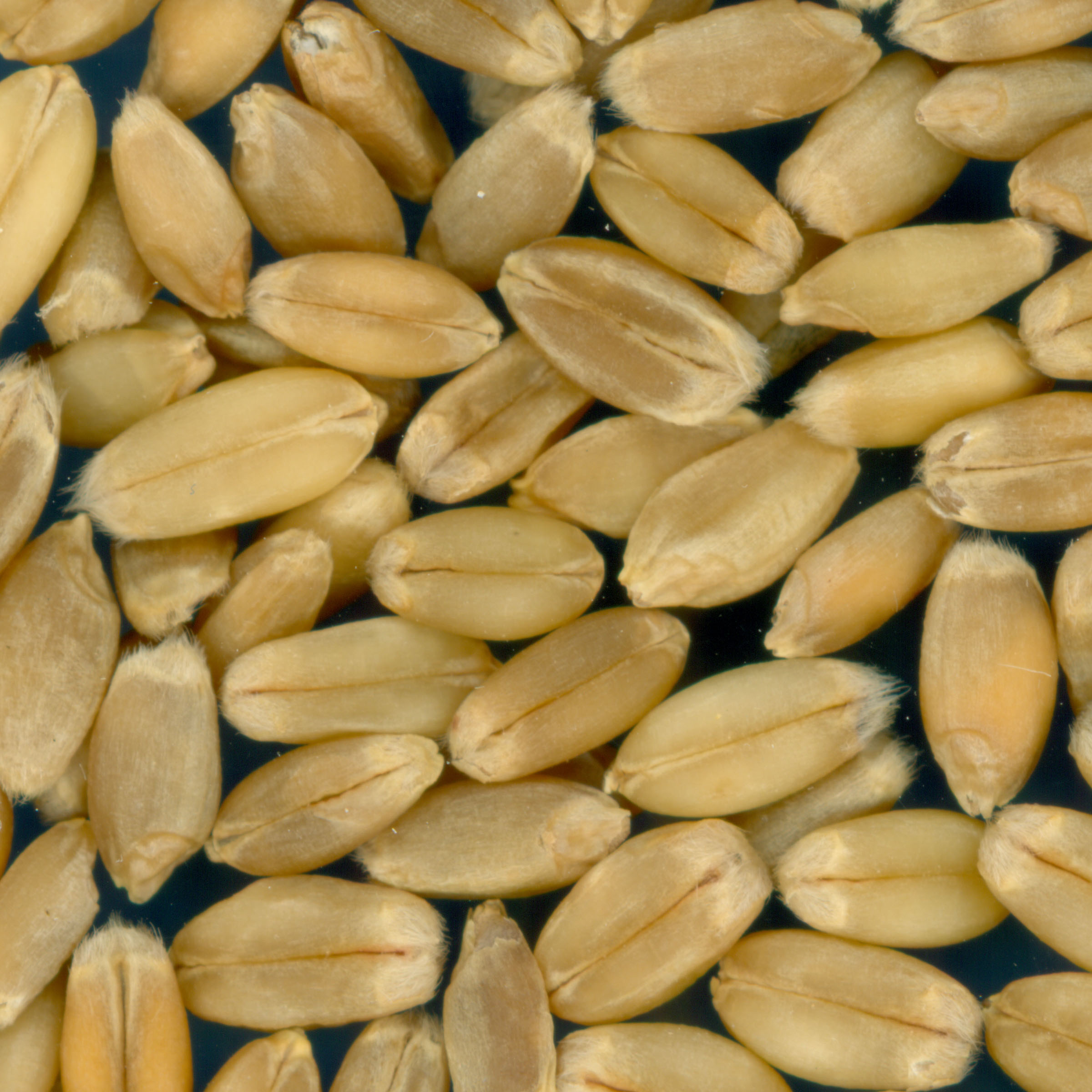 Click for 3 image(s) for this accession. KERNELS